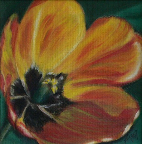 detail, tulipán 06